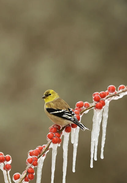 American goldfinch (Carduelis tristis), adult in winter plumage perched on icy branch