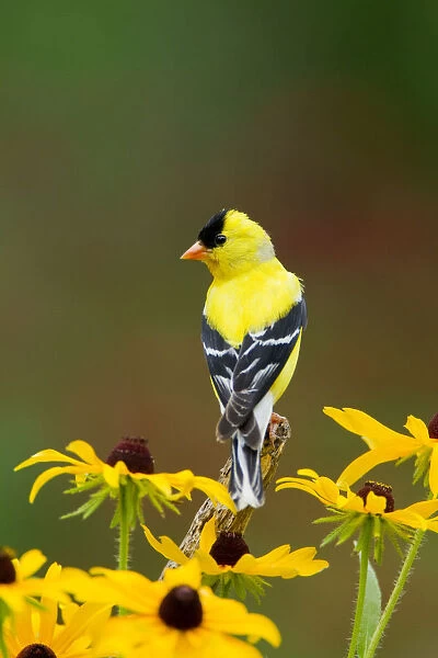 American Goldfinch (Carduelis tristis) male, perched amid Black-eyed Susan (Rudbeckia sp