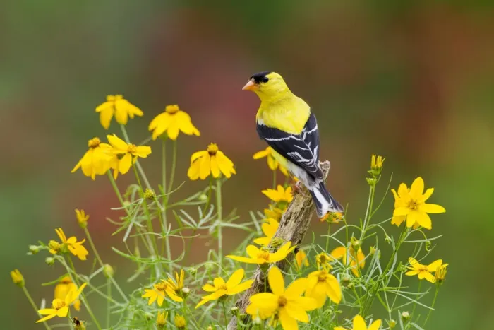 Framed Print : American Goldfinch (Carduelis tristis) male, perched amid yellow Threadleaf Coreopsis