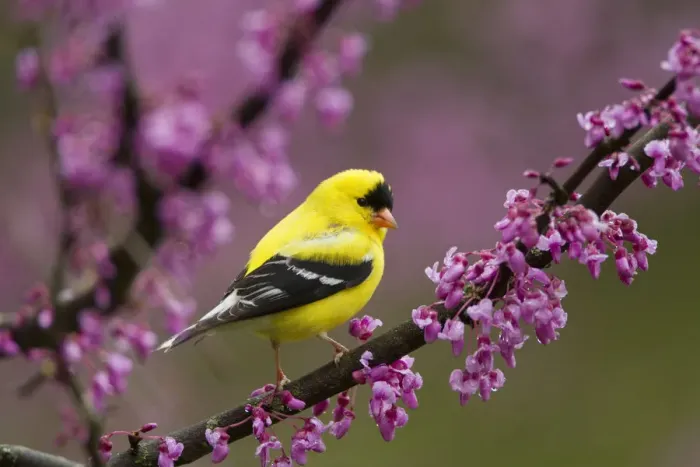 Framed Print : American goldfinch (Carduelis tristis) male in breeding plumage, perched in Eastern Framed Print : American goldfinch (Carduelis tristis) male in breeding plumage, perched in Eastern