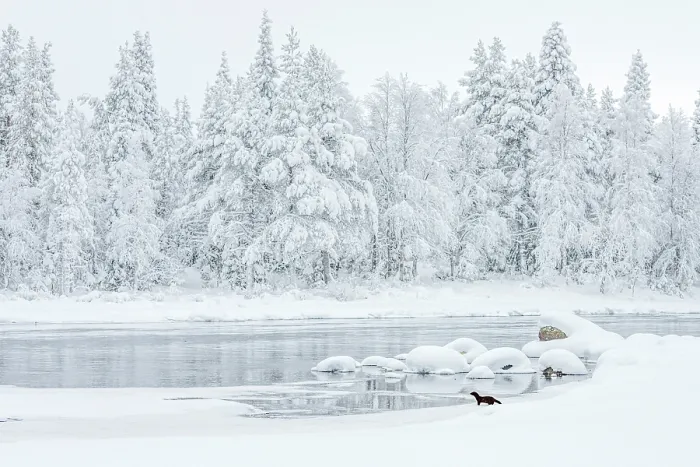 Framed Print : American mink (Mustela vison) standing at edge of lake in snowy landscape with snow-covered forest behind, Finland Framed Print : American mink (Mustela vison) standing at edge of lake in snowy landscape with snow-covered forest behind, Finland