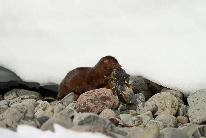 Framed Print : American mink (Neogale vison) carrying Shorthorn sculpin (Myoxocephalus scorpius) prey in mouth, Hornstrandir Nature Reserve, Iceland. March Framed Print : American mink (Neogale vison) carrying Shorthorn sculpin (Myoxocephalus scorpius) prey in mouth, Hornstrandir Nature Reserve, Iceland. March