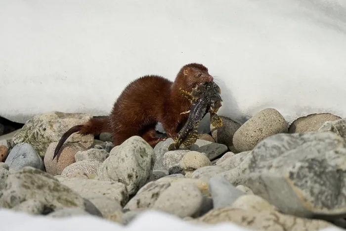 Framed Print : American mink (Neogale vison) carrying Shorthorn sculpin (Myoxocephalus scorpius) prey in mouth, Hornstrandir Nature Reserve, Iceland. March Framed Print : American mink (Neogale vison) carrying Shorthorn sculpin (Myoxocephalus scorpius) prey in mouth, Hornstrandir Nature Reserve, Iceland. March