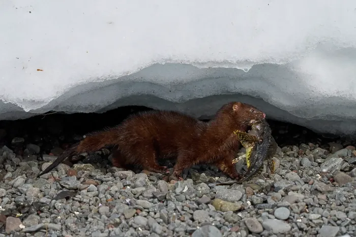 Framed Print : American mink (Neogale vison) carrying Shorthorn sculpin (Myoxocephalus scorpius) prey in mouth, Hornstrandir Nature Reserve, Iceland. March Framed Print : American mink (Neogale vison) carrying Shorthorn sculpin (Myoxocephalus scorpius) prey in mouth, Hornstrandir Nature Reserve, Iceland. March