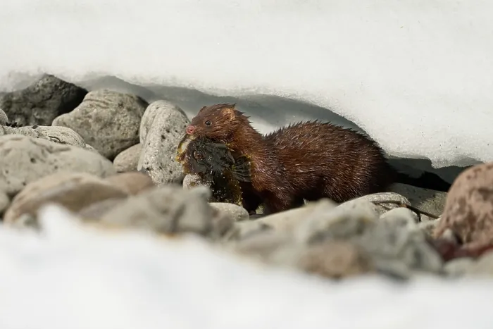 Framed Print : American mink (Neogale vison) carrying Shorthorn sculpin (Myoxocephalus scorpius) prey in mouth, Hornstrandir Nature Reserve, Iceland. March Framed Print : American mink (Neogale vison) carrying Shorthorn sculpin (Myoxocephalus scorpius) prey in mouth, Hornstrandir Nature Reserve, Iceland. March