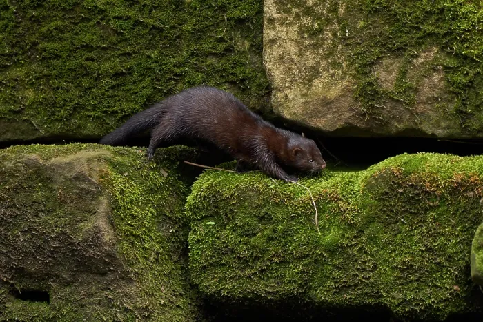 Framed Print : American mink (Neovison vison) climbing over stones along riverbank, River Tame, Greater Manchester, UK. April Framed Print : American mink (Neovison vison) climbing over stones along riverbank, River Tame, Greater Manchester, UK. April