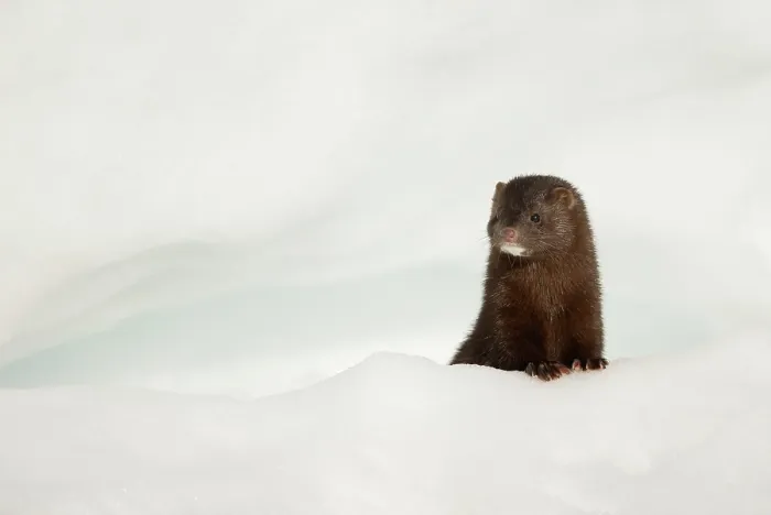 Framed Print : American mink (Neovison vison) on the look out in snow, Hornstrandir, Iceland. March Framed Print : American mink (Neovison vison) on the look out in snow, Hornstrandir, Iceland. March