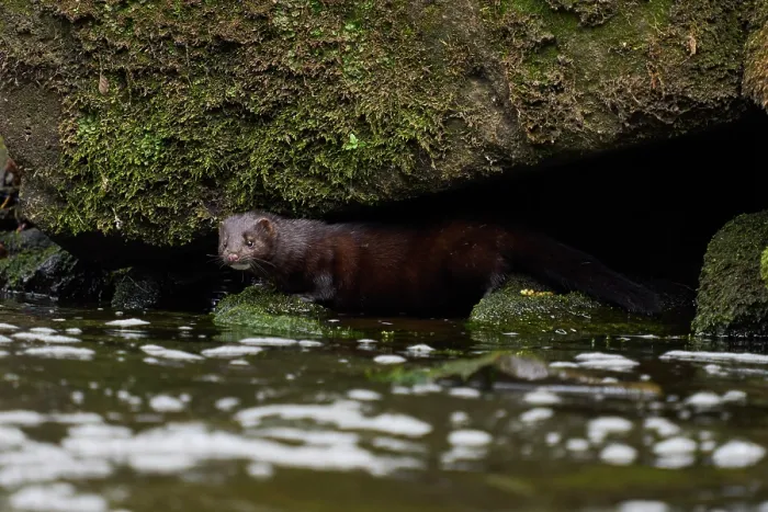 Framed Print : American mink (Neovison vison) peering out from under a boulder along riverbank, River Tame, Greater Manchester, UK. April Framed Print : American mink (Neovison vison) peering out from under a boulder along riverbank, River Tame, Greater Manchester, UK. April