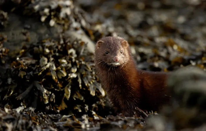 Framed Print : American mink (Neovison vison) among seaweed covered rocks, Hornstrandir, Iceland. March Framed Print : American mink (Neovison vison) among seaweed covered rocks, Hornstrandir, Iceland. March