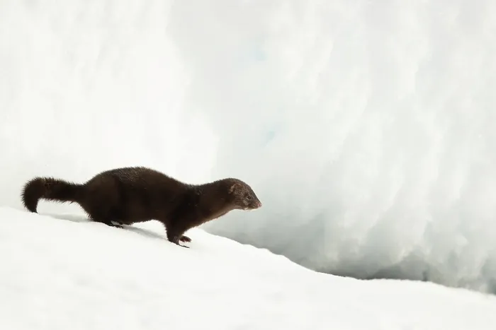 Framed Print : American mink (Neovison vison) in snow, Hornstrandir, Iceland. March Framed Print : American mink (Neovison vison) in snow, Hornstrandir, Iceland. March