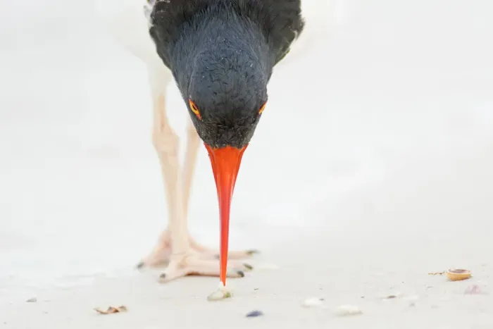 Framed Print : American oystercatcher (Haematopus palliatus), closeup of individual feeding by using Framed Print : American oystercatcher (Haematopus palliatus), closeup of individual feeding by using