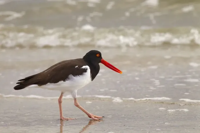 Framed Print : American oystercatcher (Haematopus palliatus) feeding, Fort Myers Beach, Gulf Coast