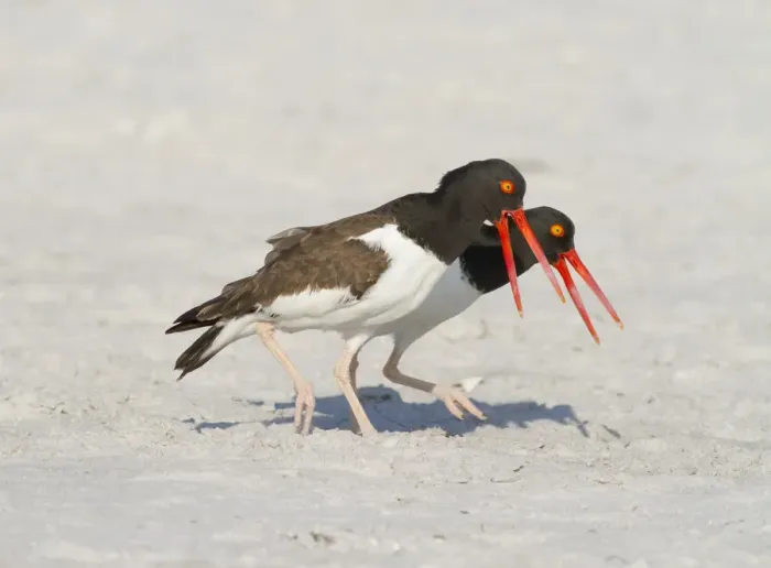 Framed Print : American oystercatchers (Haematopus palliatus) courting pair performing Piping Display Framed Print : American oystercatchers (Haematopus palliatus) courting pair performing Piping Display
