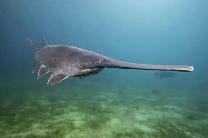 Framed Print : American paddlefish (Polyodon spathula), an introduced species native to the Mississippi River Basin, USA, swimming over lake bed, private lake, Moscow region, Russia