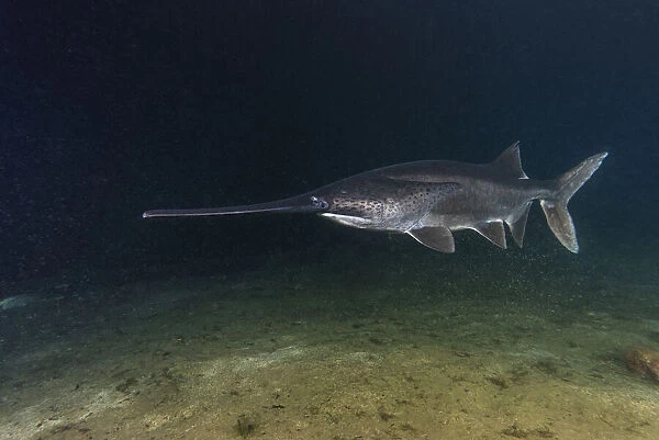 American paddlefish (Polyodon spathula), an introduced species native to the Mississippi River Basin, USA, swimming over lake bed, private lake, Moscow region, Russia