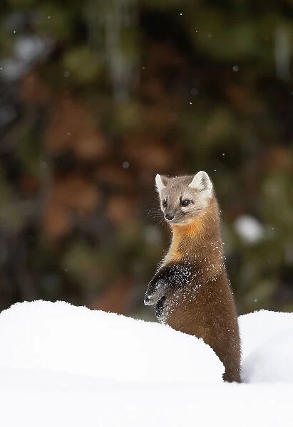 American pine marten (Martes americana) standing on hind legs in deep snow, Yellowstone National Park, USA. January
