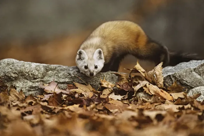 Framed Print : American pine marten (Martes americana) stalking prey in leaves, Baxter State Park