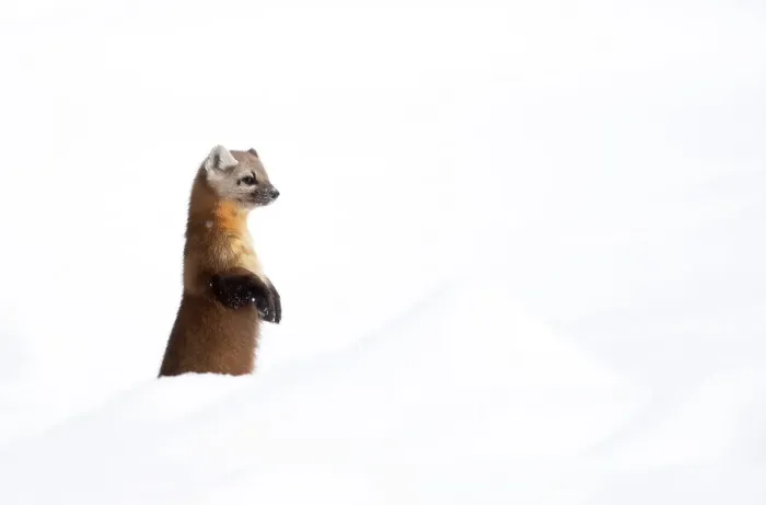 Framed Print : American pine marten (Martes americana) standing on hind legs in deep snow, Yellowstone National Park, USA. January Framed Print : American pine marten (Martes americana) standing on hind legs in deep snow, Yellowstone National Park, USA. January