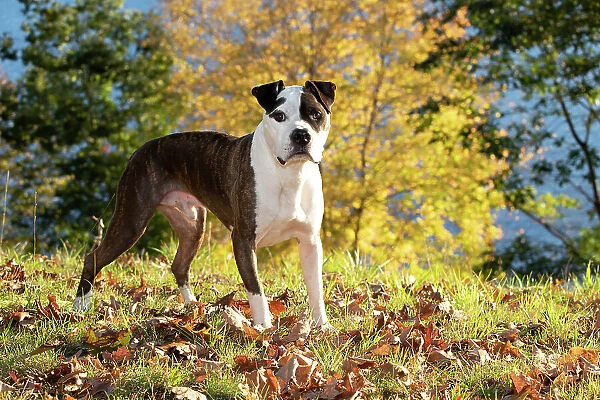 American pit bull, male, standing on grass and autumn leaves, portrait, Haddam, Connecticut, USA. October