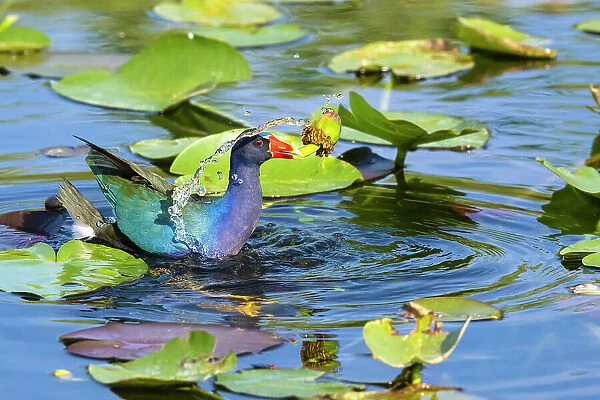 American purple gallinule (Porphyrio martinica) holding water lily seed pod in beak while swimming through lily pads. Everglades National Park, Florida, USA