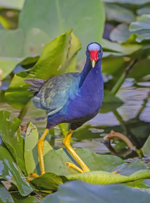 Framed Print : American Purple gallinule (Porphyrio martinica) balancing on a lily pad, Everglades National Park, Florida, USA Framed Print : American Purple gallinule (Porphyrio martinica) balancing on a lily pad, Everglades National Park, Florida, USA