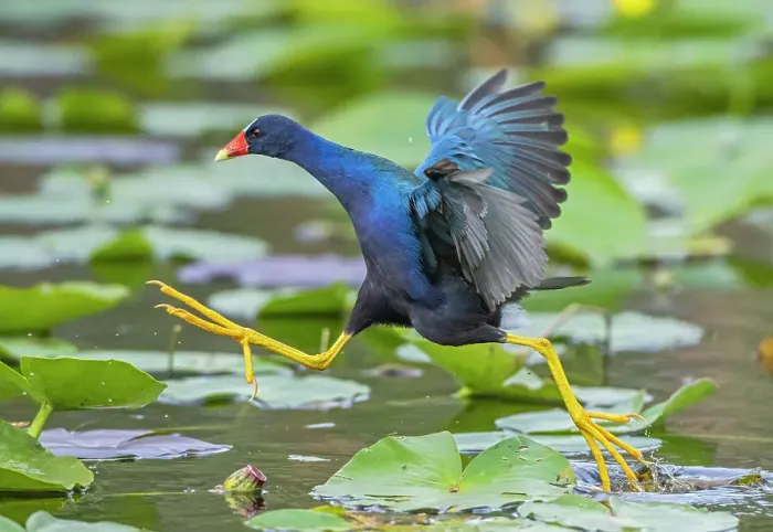 Framed Print : American purple gallinule (Porphyrio martinica) leaping between water lily pads. Everglades National Park, Florida, USA Framed Print : American purple gallinule (Porphyrio martinica) leaping between water lily pads. Everglades National Park, Florida, USA