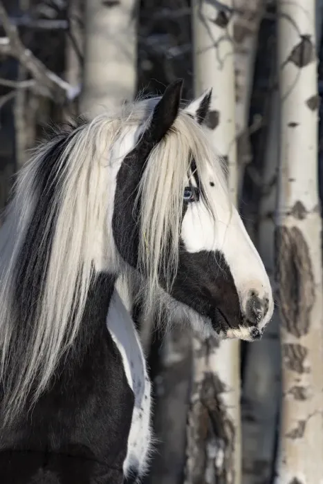 Framed Print : American quarter horse standing in forest, portrait. Alberta, Canada. February Framed Print : American quarter horse standing in forest, portrait. Alberta, Canada. February