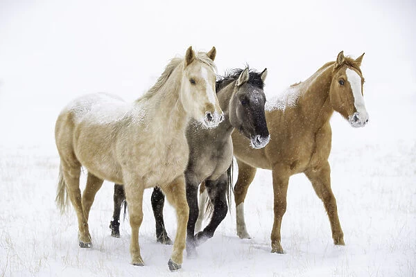 American quarter horse, three standing in snow. Alberta, Canada. February