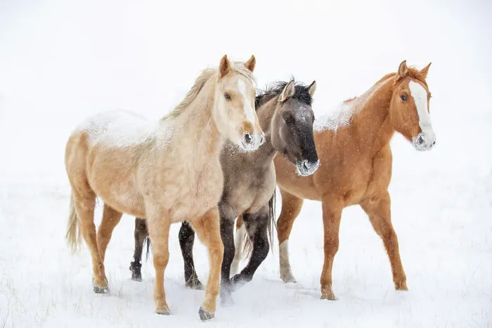 Framed Print : American quarter horse, three standing in snow. Alberta, Canada. February Framed Print : American quarter horse, three standing in snow. Alberta, Canada. February