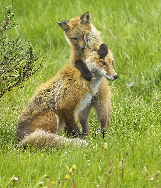 American Red Fox (Vulpes vulpes) cubs playing with its mother. Grand Teton National Park