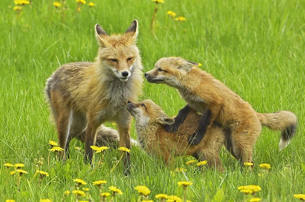 American Red fox (Vulpes vulpes fulva) mother and two cubs playing, Grand Teton National Park