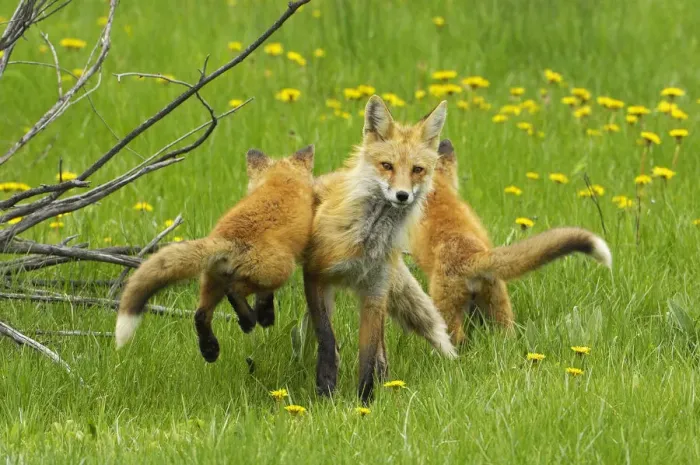 Framed Print : American Red fox (Vulpes vulpes fulva) baby leaping on its disinterested mother Framed Print : American Red fox (Vulpes vulpes fulva) baby leaping on its disinterested mother