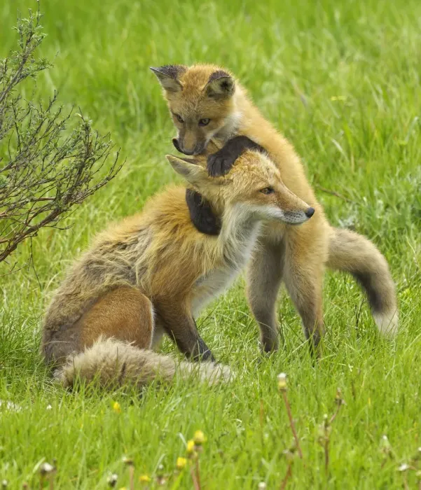 Framed Print : American Red fox (Vulpes vulpes fulva) baby playing with mother, Grand Teton National Park Framed Print : American Red fox (Vulpes vulpes fulva) baby playing with mother, Grand Teton National Park