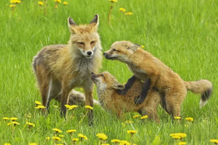 Framed Print : American Red fox (Vulpes vulpes fulva) mother and two cubs playing, Grand Teton National Park Framed Print : American Red fox (Vulpes vulpes fulva) mother and two cubs playing, Grand Teton National Park