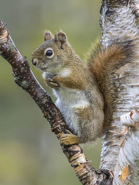 American Red Squirrel (Tamiasciurus hudsonicus). Resting on birch tree. Acadia National Park
