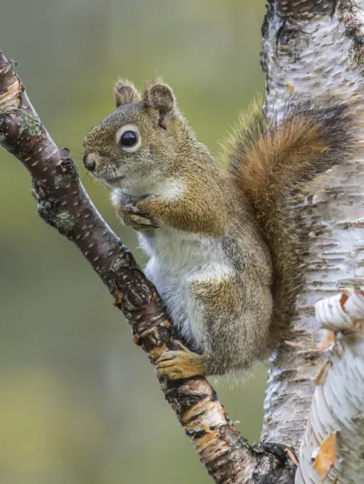 Framed Print : American Red Squirrel (Tamiasciurus hudsonicus). Resting on birch tree. Acadia National Park Framed Print : American Red Squirrel (Tamiasciurus hudsonicus). Resting on birch tree. Acadia National Park