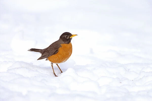American robin (Turdus migratorius) male on snow-covered ground, Ithaca, New York, USA, April