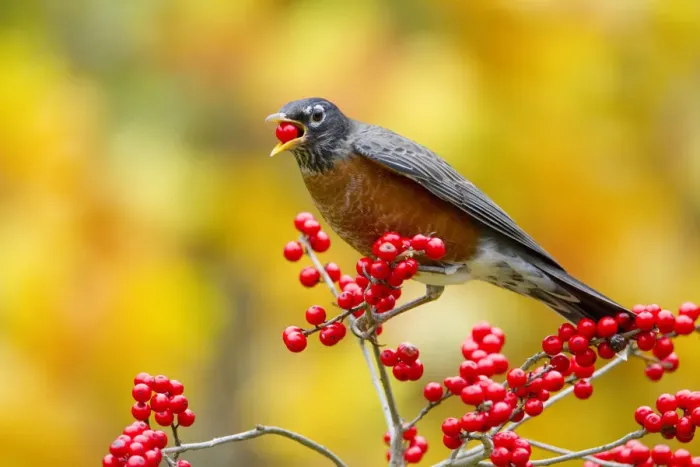 Framed Print : American robin (Turdus migratorius) feeding on Winterberry holly (Ilex sp) berries Framed Print : American robin (Turdus migratorius) feeding on Winterberry holly (Ilex sp) berries