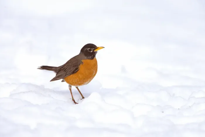 Framed Print : American robin (Turdus migratorius) male on snow-covered ground, Ithaca, New York, USA, April Framed Print : American robin (Turdus migratorius) male on snow-covered ground, Ithaca, New York, USA, April