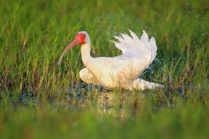 Framed Print : American white ibis (Eudocimus albus) standing among vegetation in shallow water, Myakka River State Park, Florida, USA. March Framed Print : American white ibis (Eudocimus albus) standing among vegetation in shallow water, Myakka River State Park, Florida, USA. March