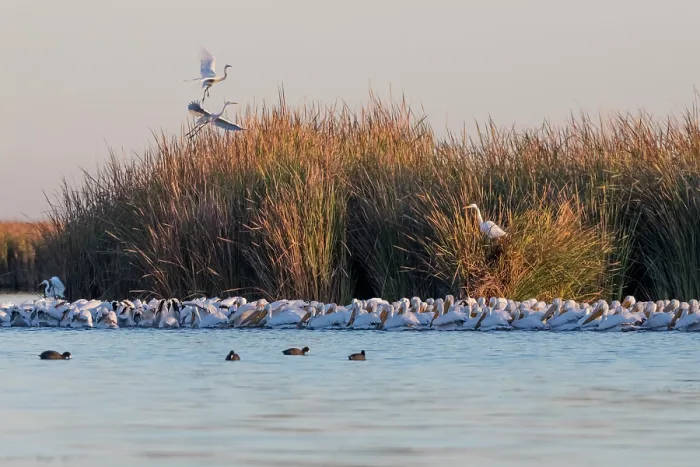 Framed Print : American white pelican (Pelecanus erythrorhynchos) flock roosting at dawn along water's edge with Great egrets (Ardea alba) taking flight from reedbeds, Cienega de Santa Clara Framed Print : American white pelican (Pelecanus erythrorhynchos) flock roosting at dawn along water's edge with Great egrets (Ardea alba) taking flight from reedbeds, Cienega de Santa Clara