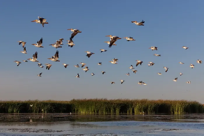 Framed Print : American white pelican (Pelecanus erythrorhynchos) flock in flight at dusk, Cienega de Santa Clara, Colorado River, Sonora, Mexico