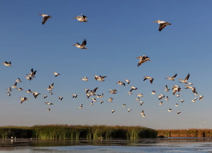 Framed Print : American white pelican (Pelecanus erythrorhynchos) flock in flight at dusk, Cienega de Santa Clara, Colorado River, Sonora, Mexico Framed Print : American white pelican (Pelecanus erythrorhynchos) flock in flight at dusk, Cienega de Santa Clara, Colorado River, Sonora, Mexico