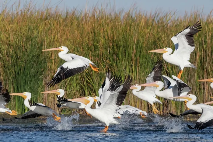 Framed Print : American white pelican (Pelecanus erythrorhynchos) flock taking flight, Cienega de Santa Clara, Colorado River, Sonora, Mexico Framed Print : American white pelican (Pelecanus erythrorhynchos) flock taking flight, Cienega de Santa Clara, Colorado River, Sonora, Mexico