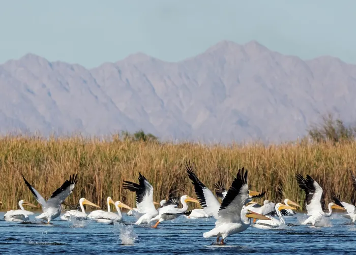 Framed Print : American white pelican (Pelecanus erythrorhynchos) flock taking flight from river with mountains in background, Cienega de Santa Clara, Colorado River, Sonora, Mexico Framed Print : American white pelican (Pelecanus erythrorhynchos) flock taking flight from river with mountains in background, Cienega de Santa Clara, Colorado River, Sonora, Mexico