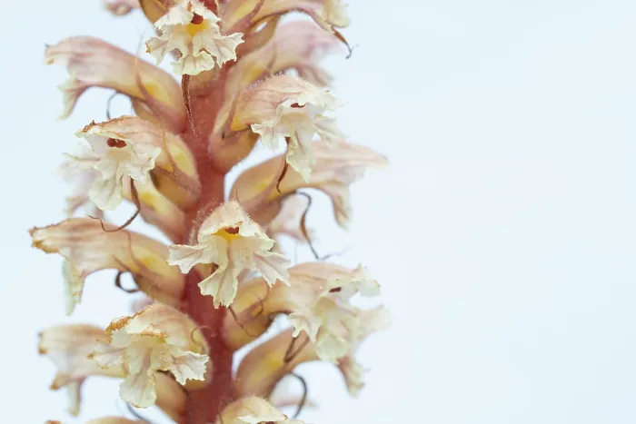 Framed Print : Amethyst broomrape (Orobanche amethystea) in flower, Nijmegen, The Netherlands. May Framed Print : Amethyst broomrape (Orobanche amethystea) in flower, Nijmegen, The Netherlands. May