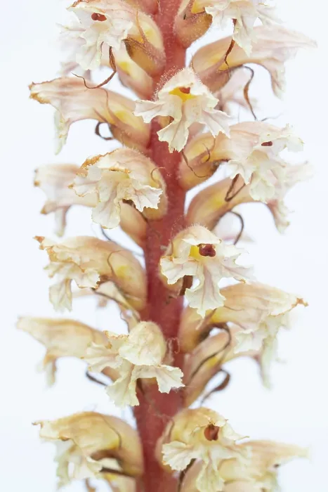 Framed Print : Amethyst broomrape (Orobanche amethystea) in flower, Nijmegen, The Netherlands. May Framed Print : Amethyst broomrape (Orobanche amethystea) in flower, Nijmegen, The Netherlands. May