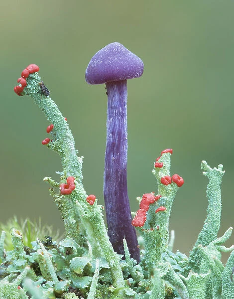 Amethyst deceiver (Laccaria amethystina) fungus, Peatlands Park Co. Armagh, Northern Ireland