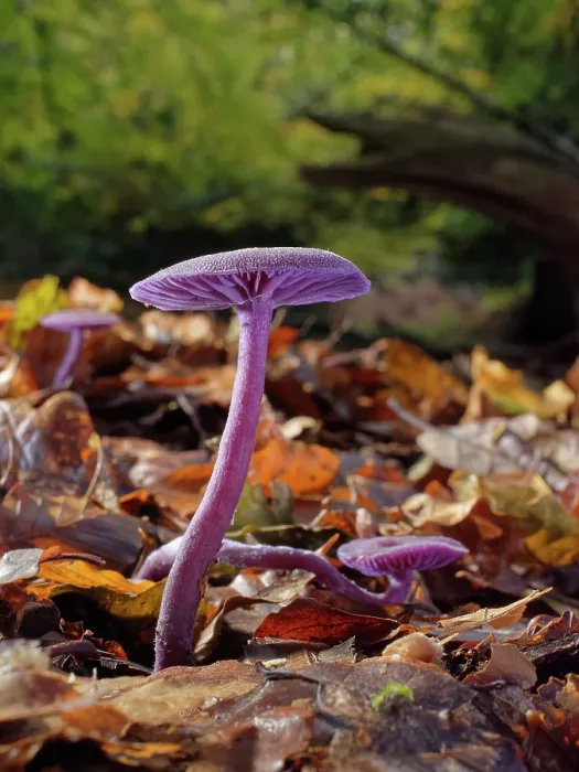 Framed Print : Amethyst deceiver (Laccaria amethystina) group fruiting on a woodland floor, New Forest, Hampshire, England, UK. November Framed Print : Amethyst deceiver (Laccaria amethystina) group fruiting on a woodland floor, New Forest, Hampshire, England, UK. November