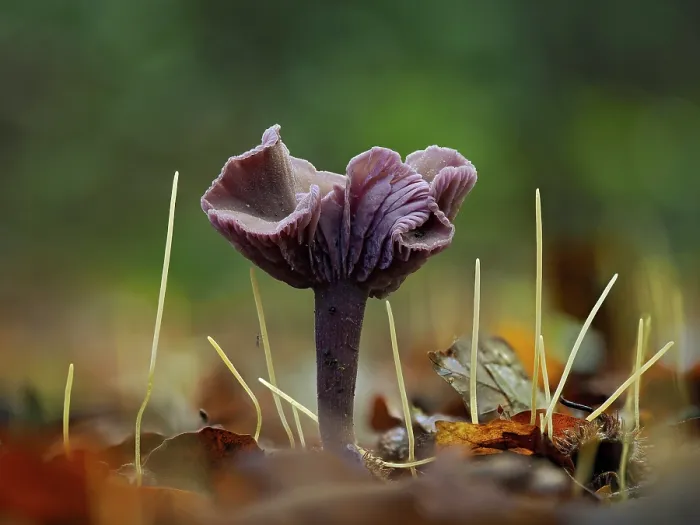 Framed Print : Amethyst deceiver (Laccaria amethystina) and Slender club (Isolepis cernua) among fallen leaves, Hertfordshire, England, UK. November. Focus stacked Framed Print : Amethyst deceiver (Laccaria amethystina) and Slender club (Isolepis cernua) among fallen leaves, Hertfordshire, England, UK. November. Focus stacked